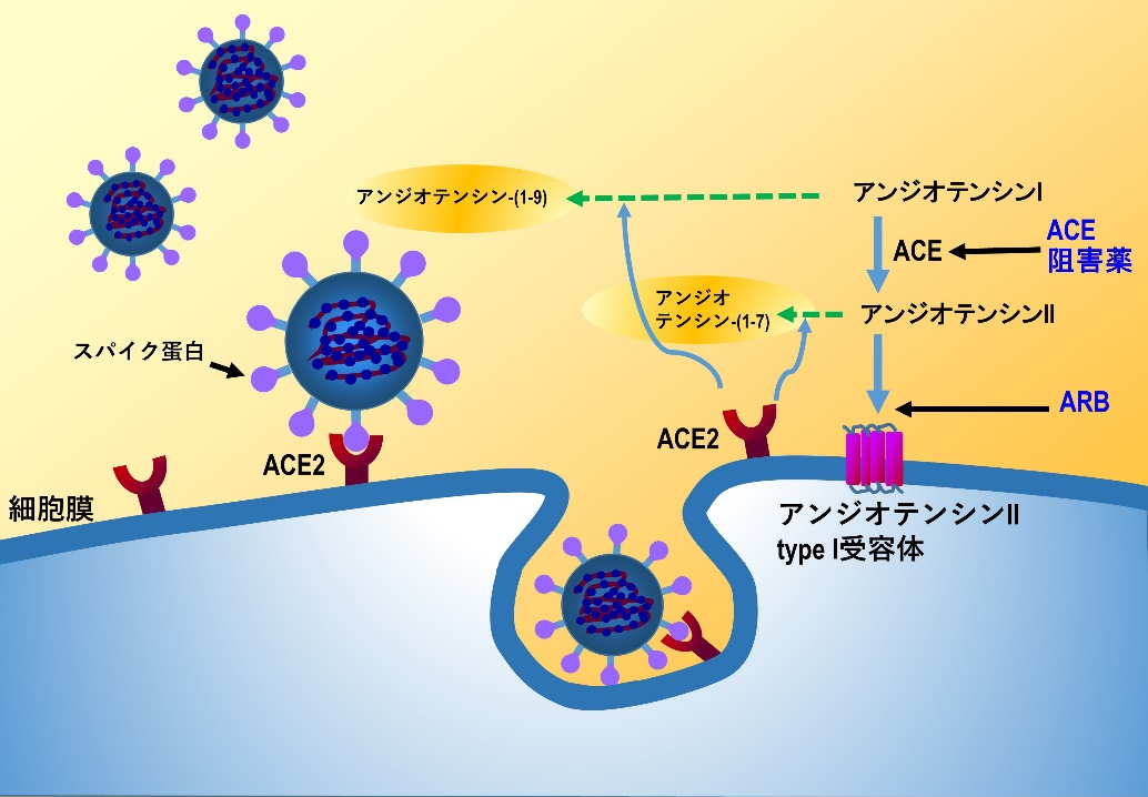 新型コロナウィルス感染症と高血圧 Covid 19有識者会議 新型コロナウィルス感染症と高血圧 Covid 19有識者会議