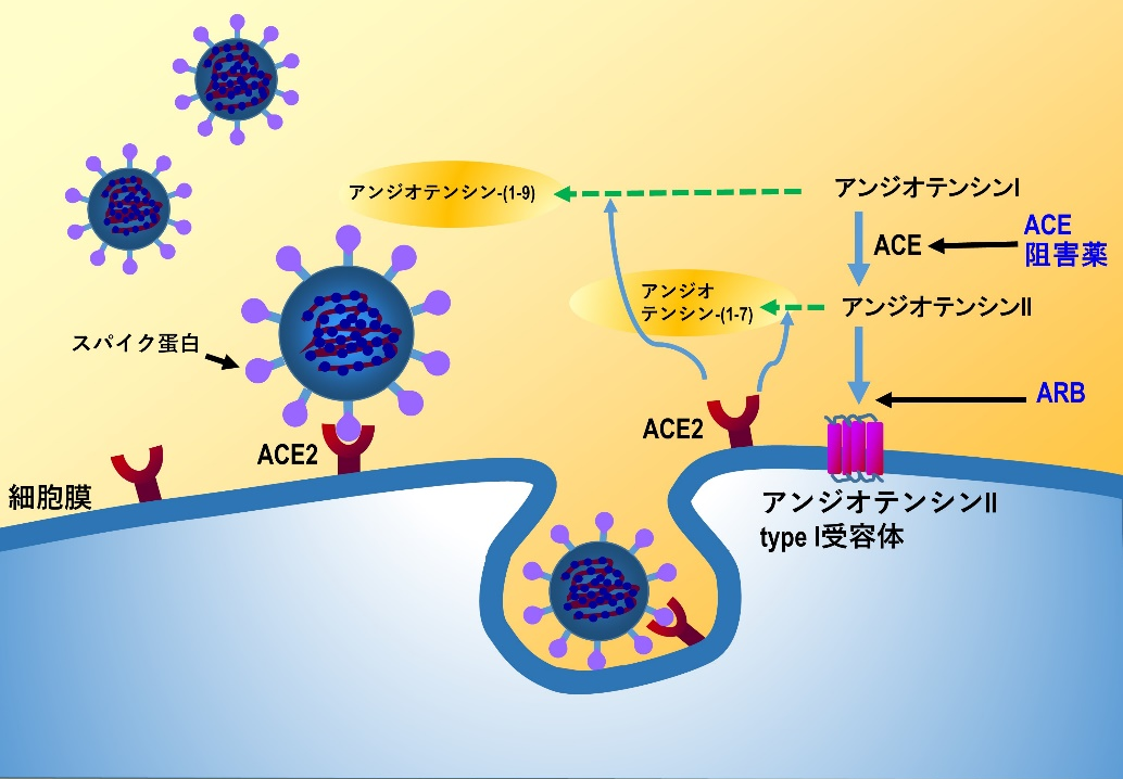 コロナ カモスタット カモスタットはオンライン診療できるクリニックは？新型コロナウイルス(covid)特効薬として注目！？(最新版）