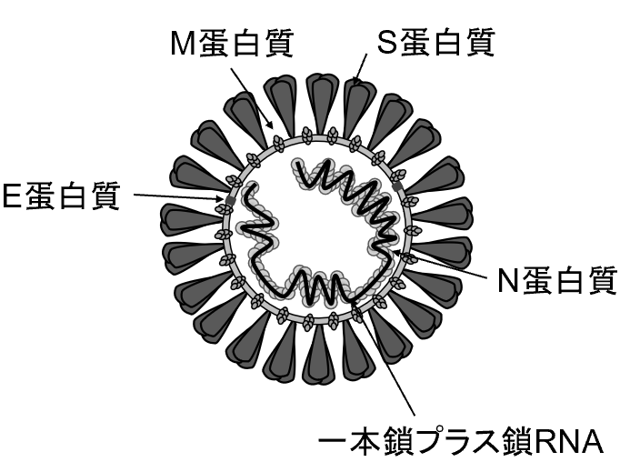 ウイルス学的見地から Covid 19有識者会議