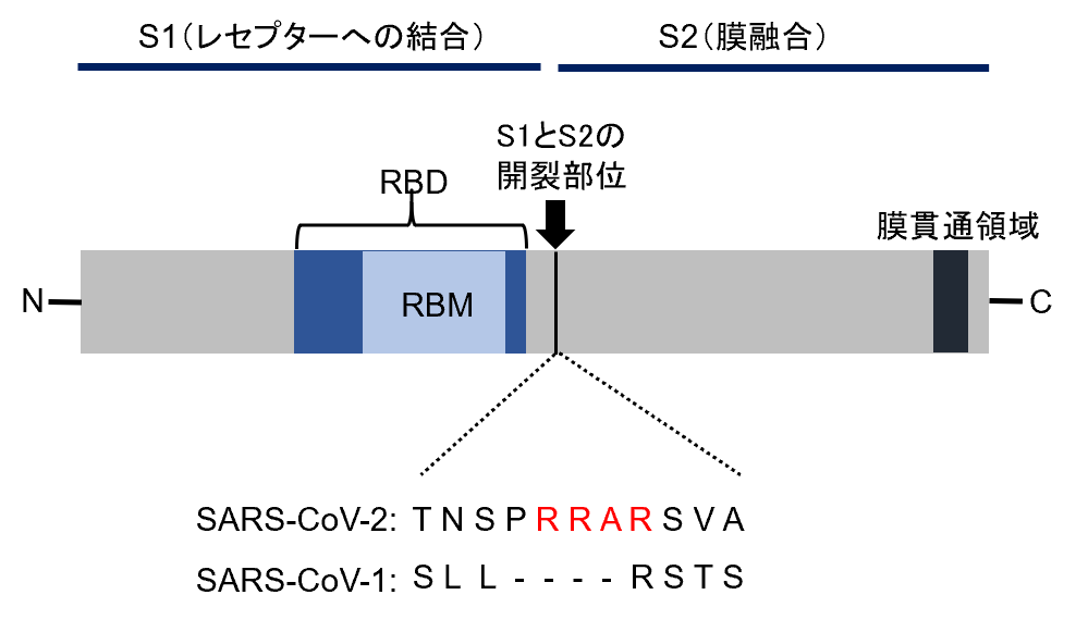 ウイルス学的見地から Covid 19有識者会議