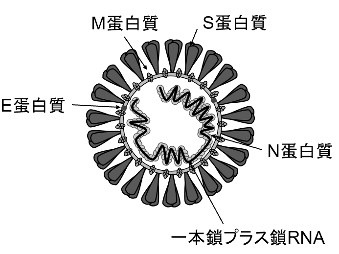 エンベロープ コロナ 新型コロナウイルスはアルコールに弱い｜大阪健康安全基盤研究所