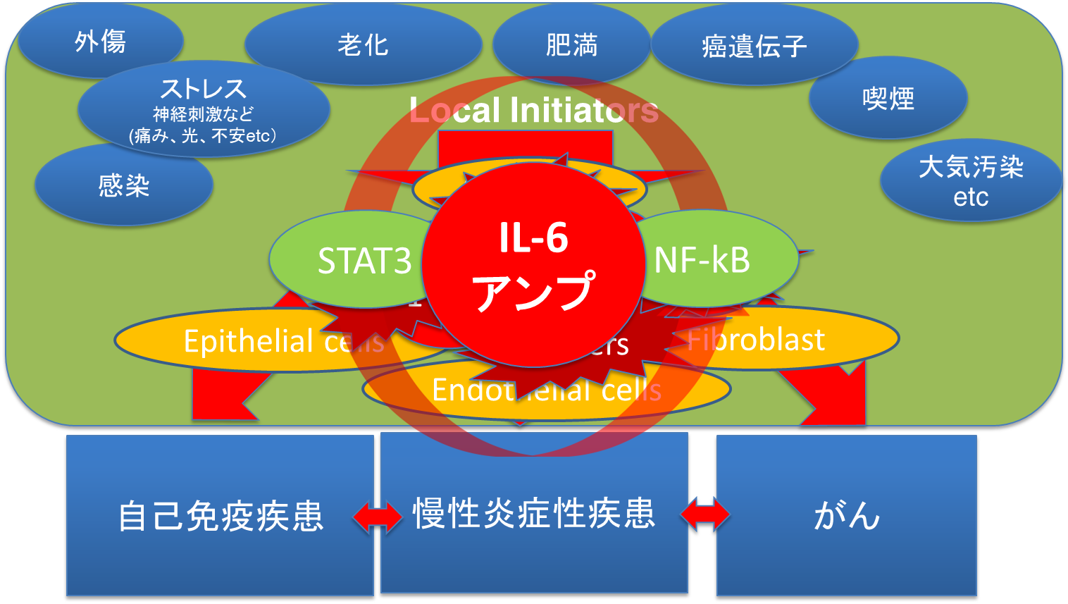 ストーム 人 やすい サイトカイン なり